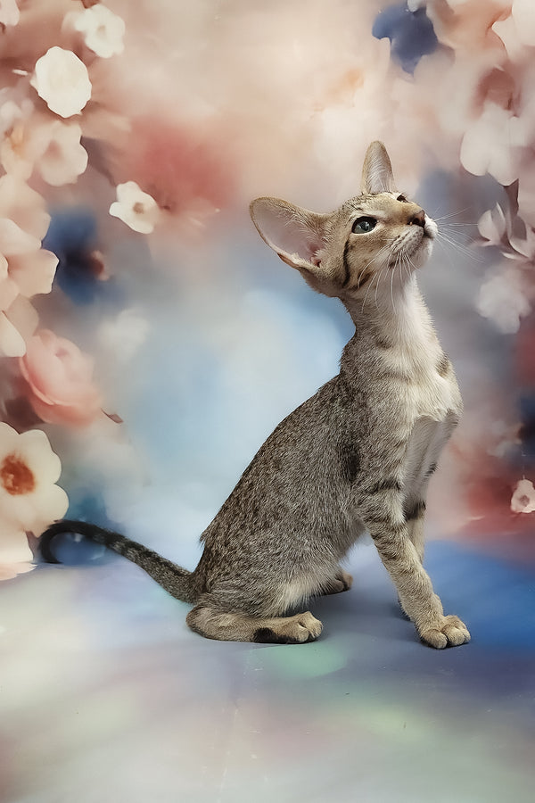 Layma | Oriental Shorthair Kitten