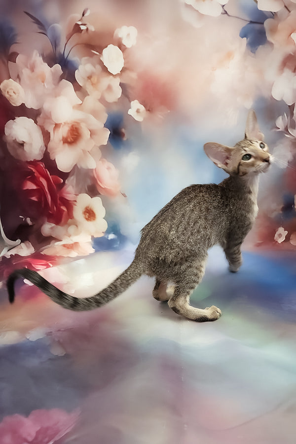 Layma | Oriental Shorthair Kitten
