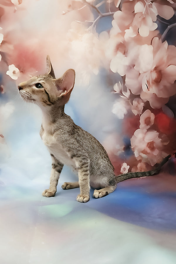 Layma | Oriental Shorthair Kitten