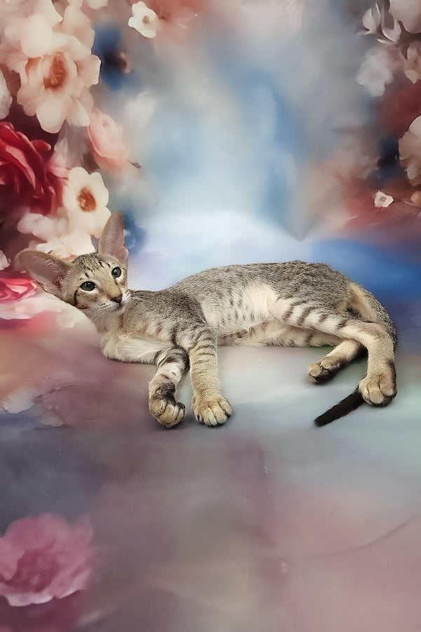 Layma | Oriental Shorthair Kitten