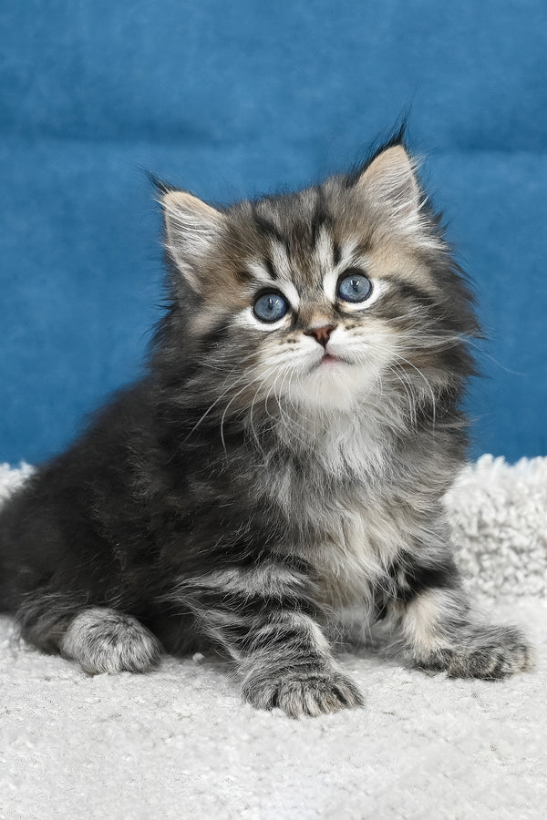 Lemur | Siberian Kitten