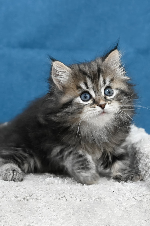 Lemur | Siberian Kitten