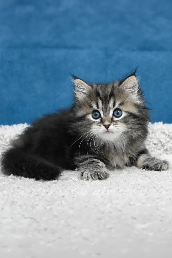 Lemur | Siberian Kitten