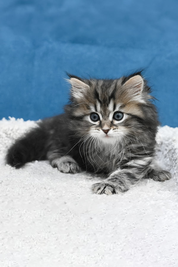 Lemur | Siberian Kitten