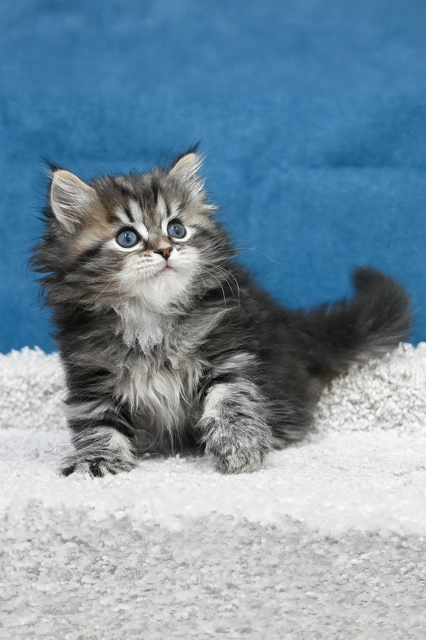 Lemur | Siberian Kitten