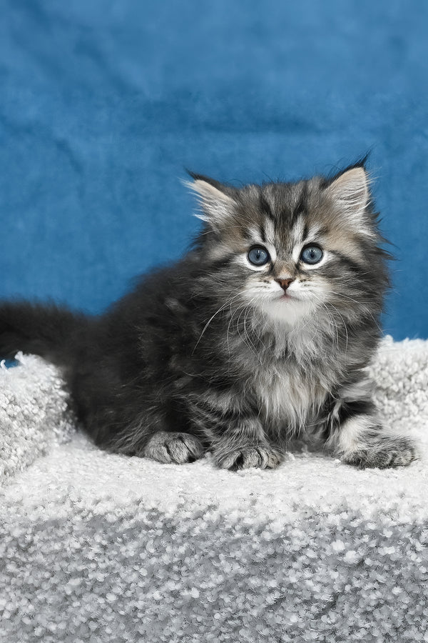 Lemur | Siberian Kitten