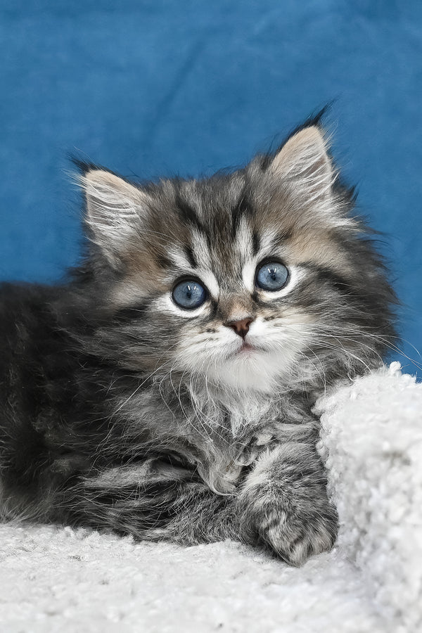 Lemur | Siberian Kitten