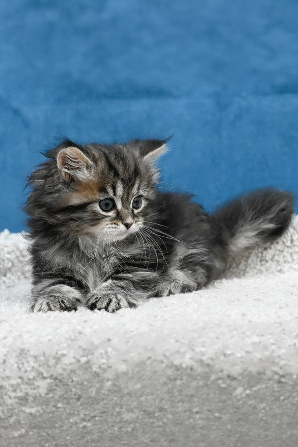 Lemur | Siberian Kitten