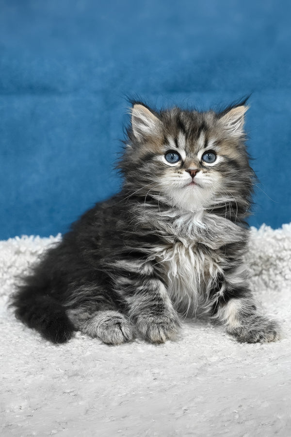 Lemur | Siberian Kitten