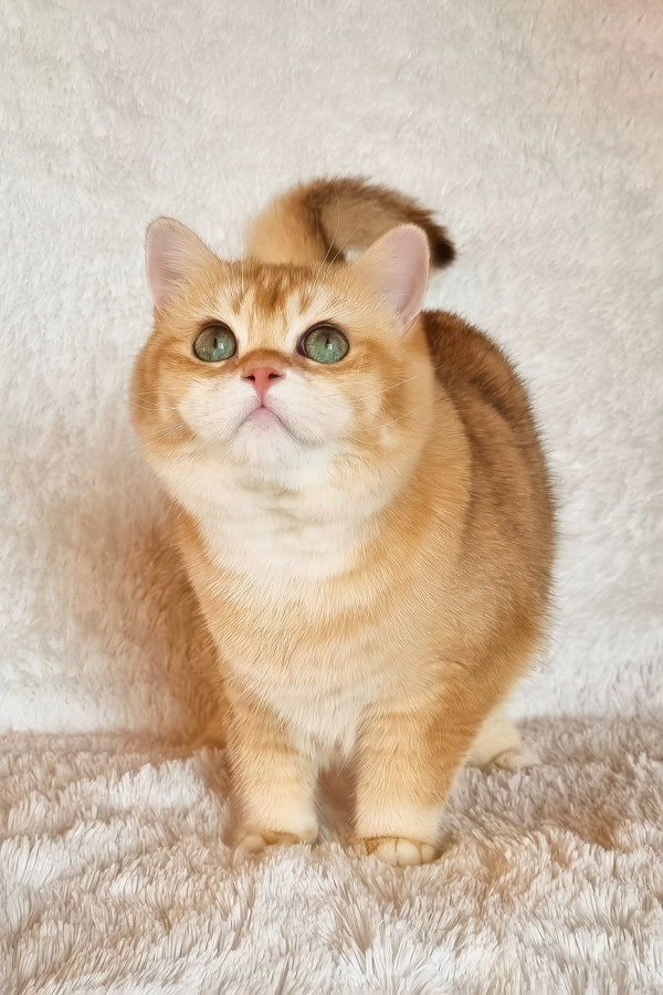 Leo | British Shorthair Kitten