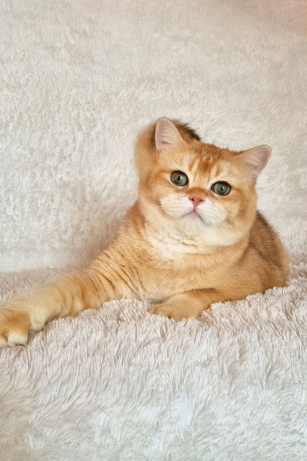 Leo | British Shorthair Kitten