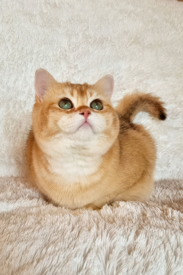 Leo | British Shorthair Kitten