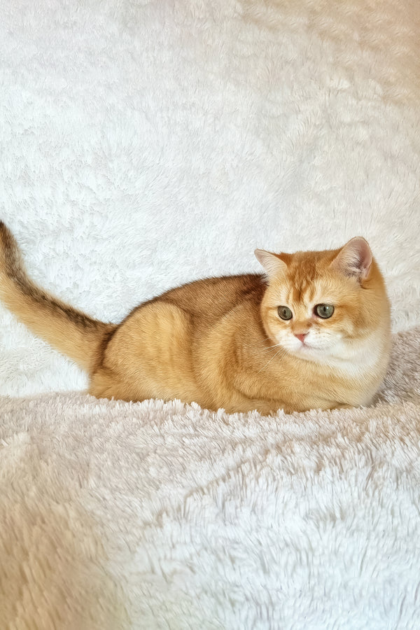 Leo | British Shorthair Kitten