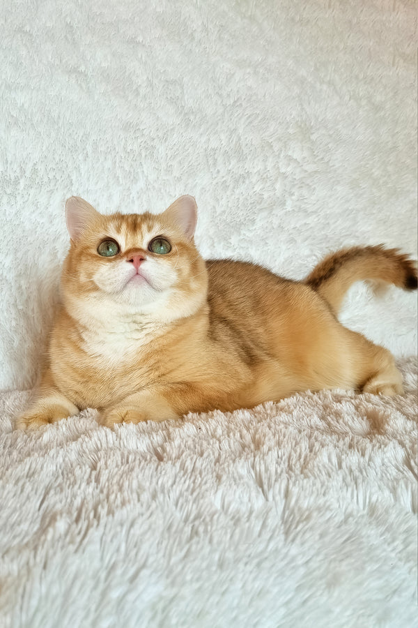 Leo | British Shorthair Kitten