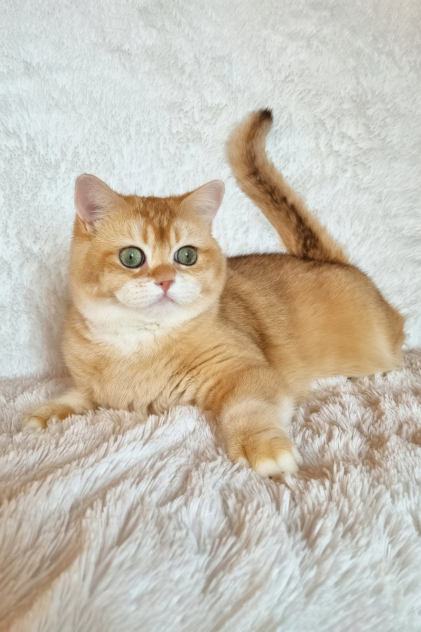 Leo | British Shorthair Kitten