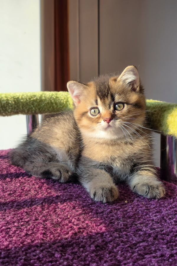 Leo | Scottish Straight Kitten