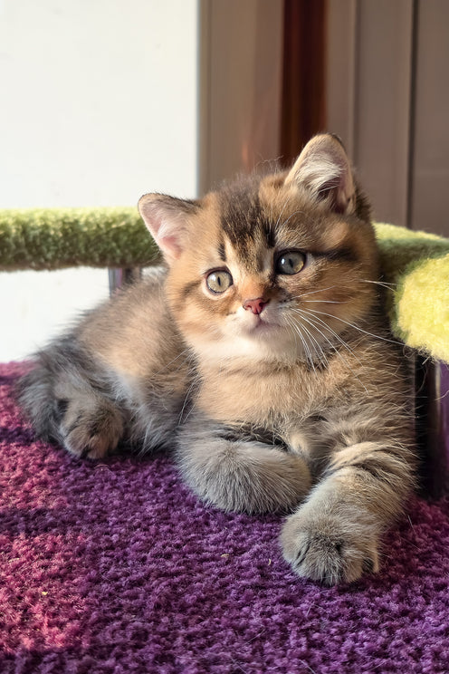 Leo | Scottish Straight Kitten