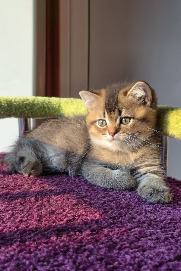 Leo | Scottish Straight Kitten
