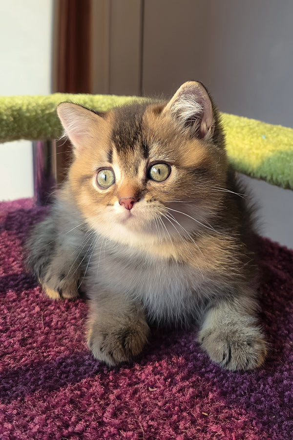 Leo | Scottish Straight Kitten