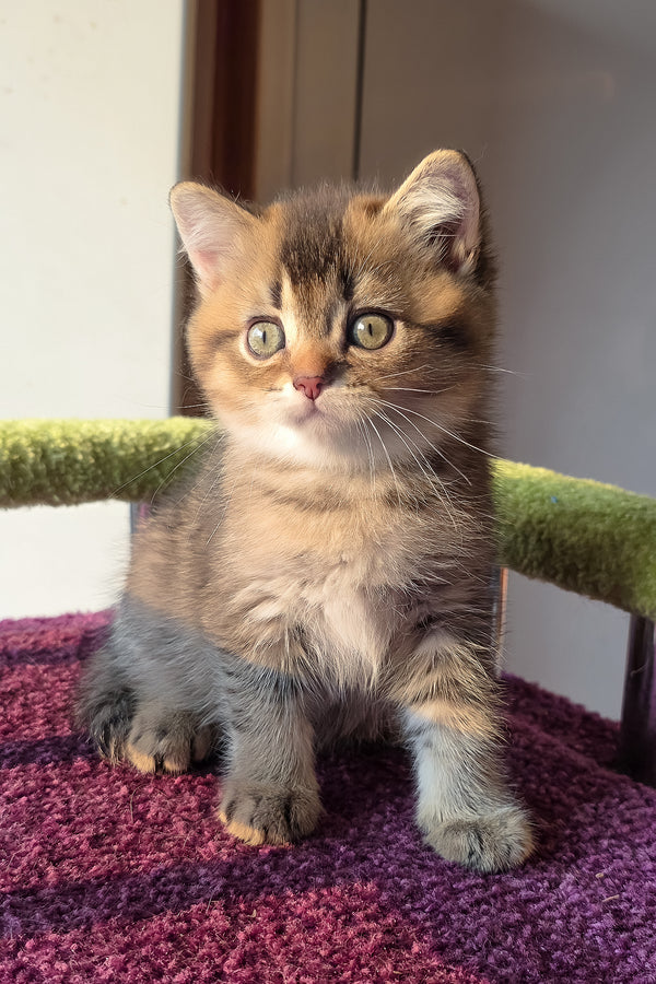 Leo | Scottish Straight Kitten