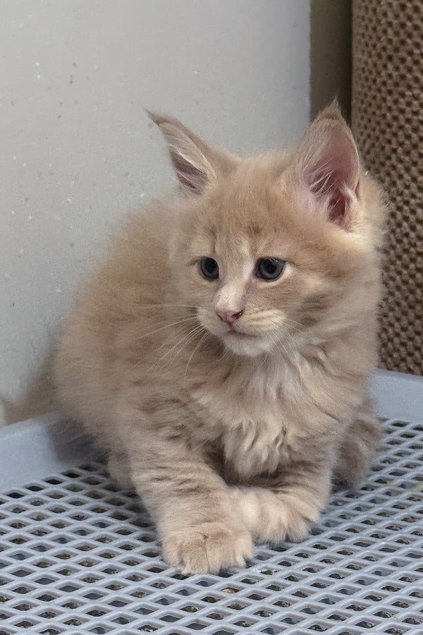 Leo | Maine Coon Kitten