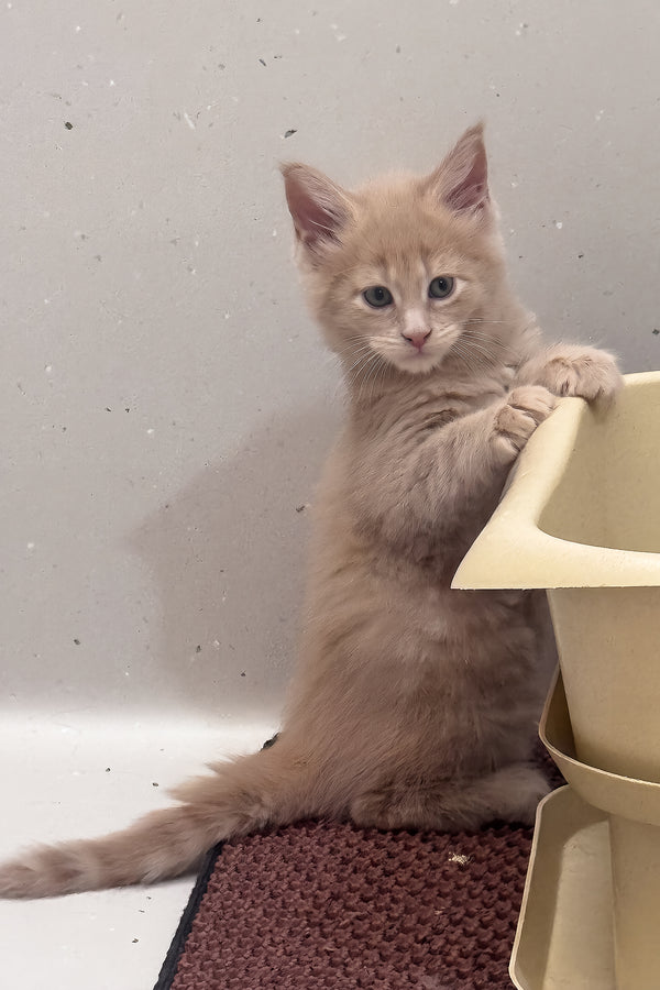 Leo | Maine Coon Kitten