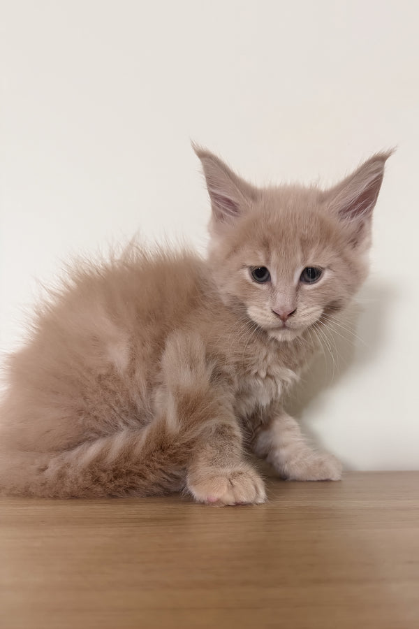 Leo | Maine Coon Kitten