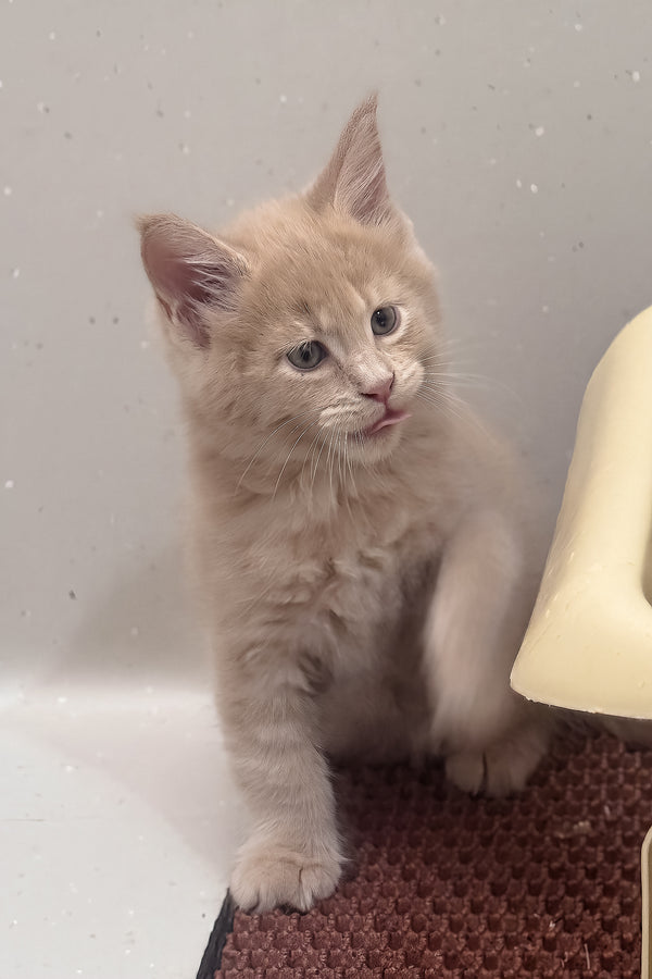 Leo | Maine Coon Kitten