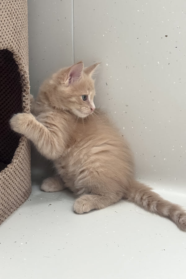 Leo | Maine Coon Kitten