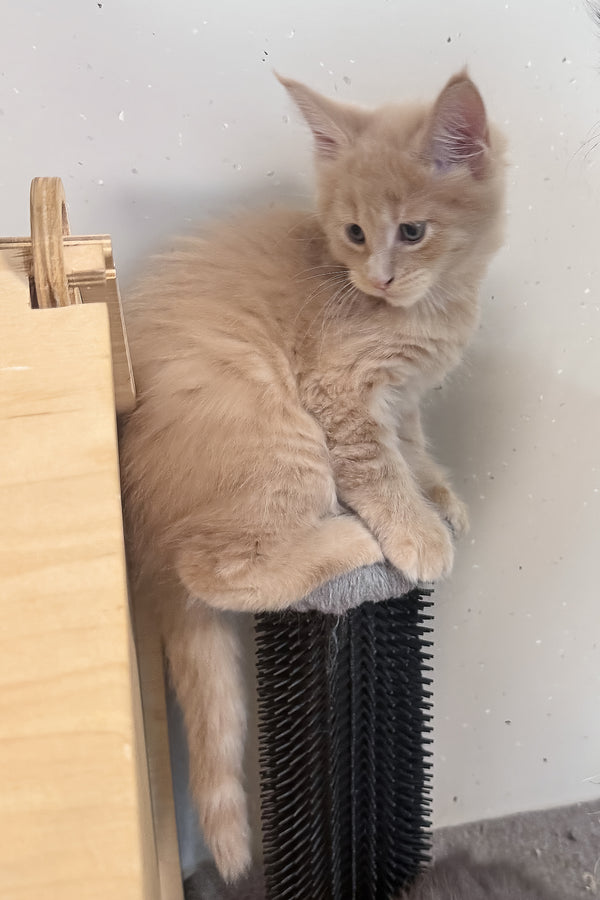 Leo | Maine Coon Kitten