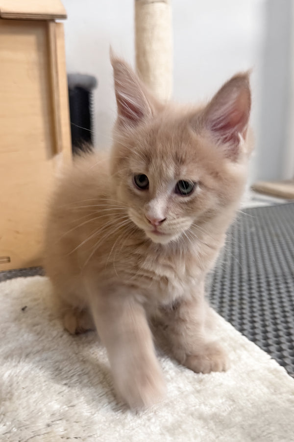 Leo | Maine Coon Kitten