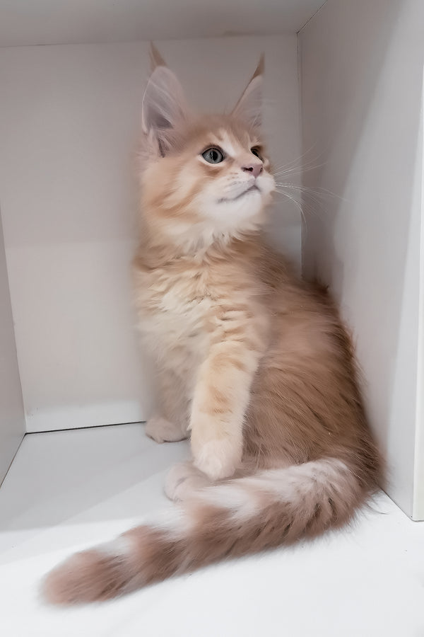 Leon | Maine Coon Kitten