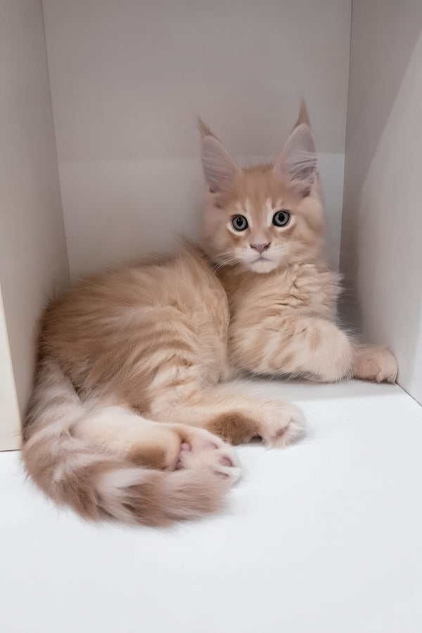 Leon | Maine Coon Kitten