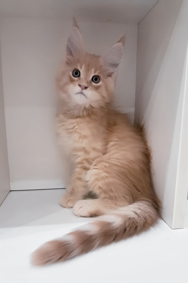 Leon | Maine Coon Kitten