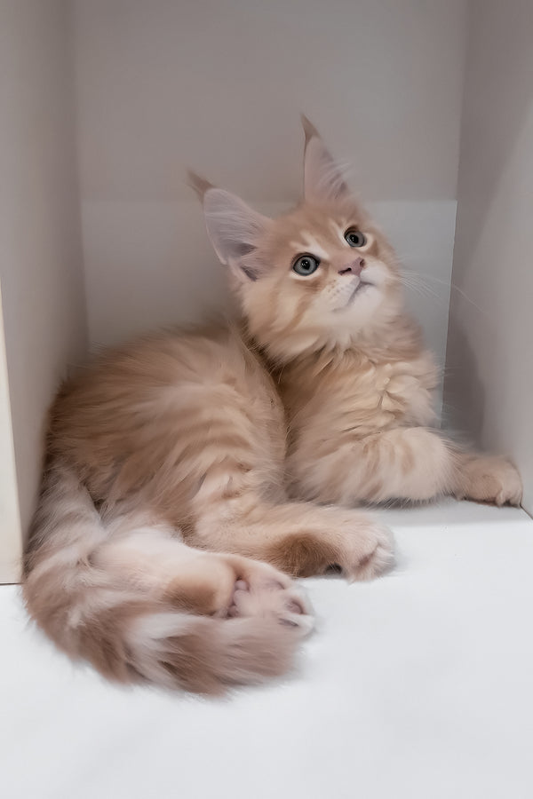 Leon | Maine Coon Kitten
