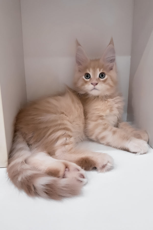 Leon | Maine Coon Kitten