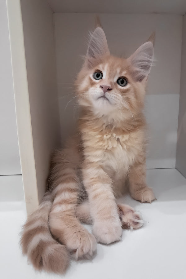 Leon | Maine Coon Kitten