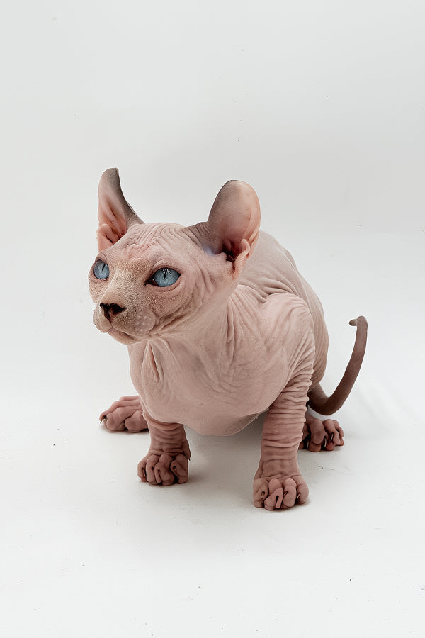 Leonardo | Dwelf Sphynx Kitten