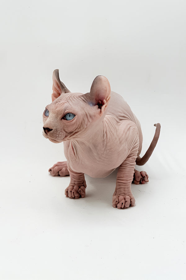 Leonardo | Dwelf Sphynx Kitten