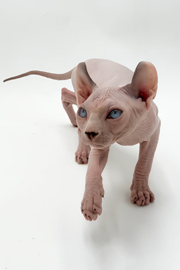 Leonardo | Dwelf Sphynx Kitten