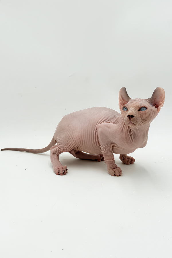 Leonardo | Dwelf Sphynx Kitten
