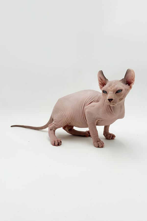 Leonardo | Dwelf Sphynx Kitten