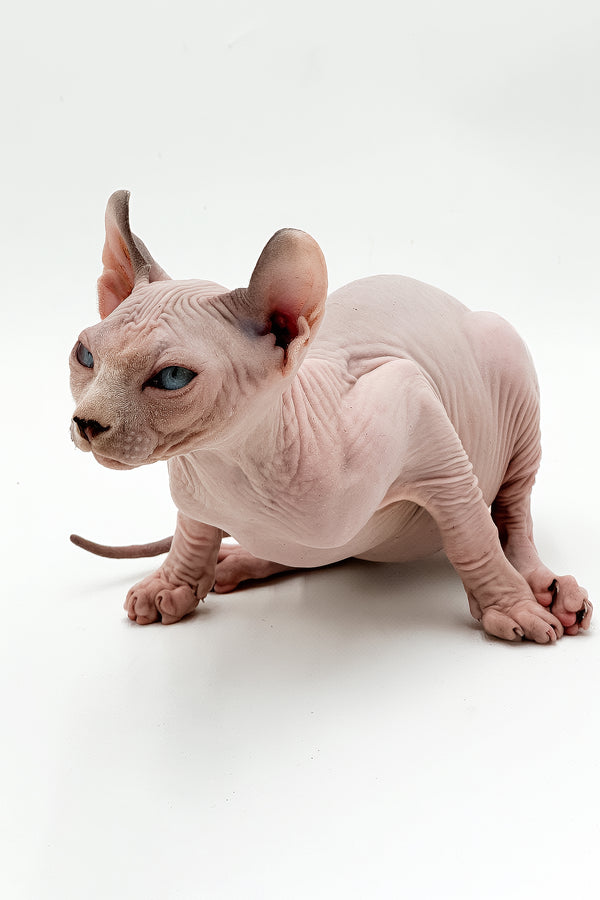 Leonardo | Dwelf Sphynx Kitten