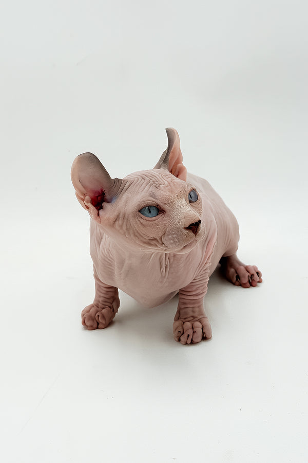 Leonardo | Dwelf Sphynx Kitten