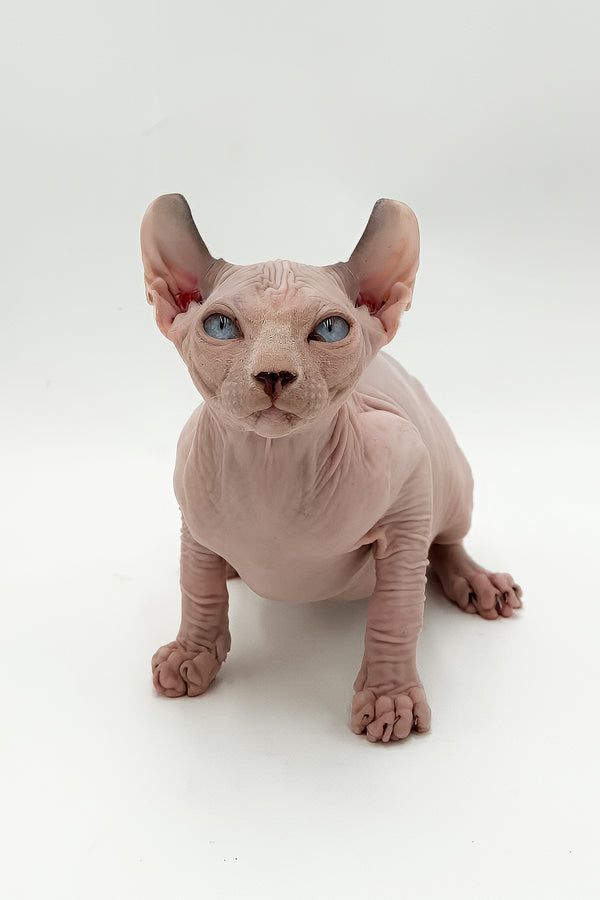 Leonardo | Dwelf Sphynx Kitten