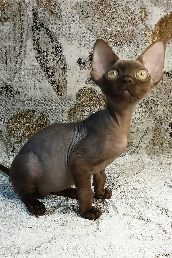 Leonel | Devon Rex Kitten