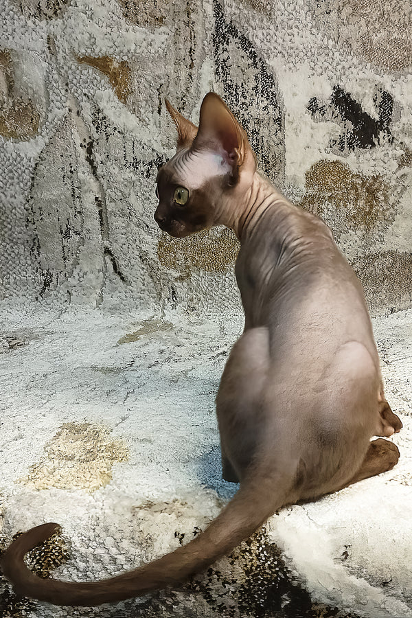 Leonel | Devon Rex Kitten