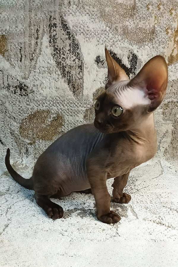 Leonel | Devon Rex Kitten