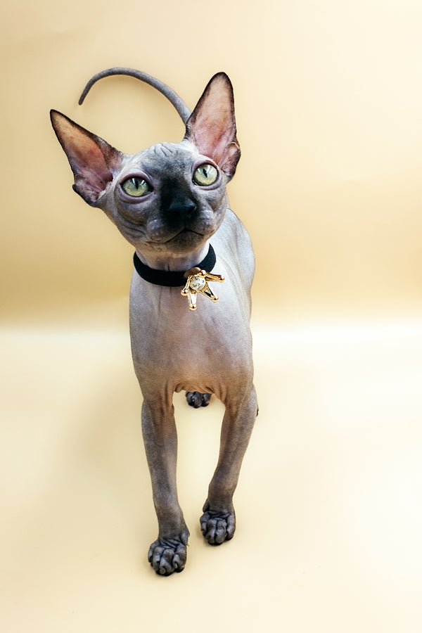 Leroy | Sphynx Kitten