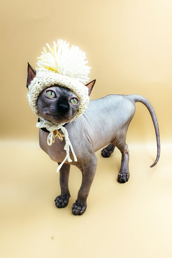 Leroy | Sphynx Kitten